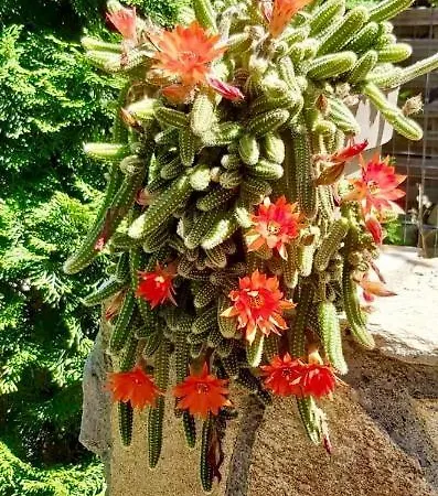 The Of Silver Sky House * تيميشورا