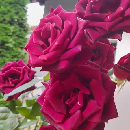 The Of Silver Sky House アパート ティミショアラ