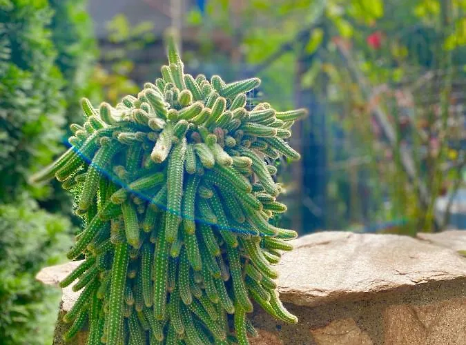 The Of Silver Sky House アパート ティミショアラ