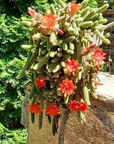 The Of Silver Sky House * ティミショアラ