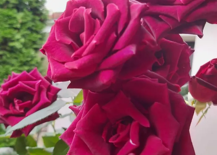 The Of Silver Sky House アパート ティミショアラ