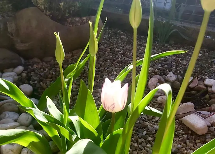 The Of Silver Sky House *